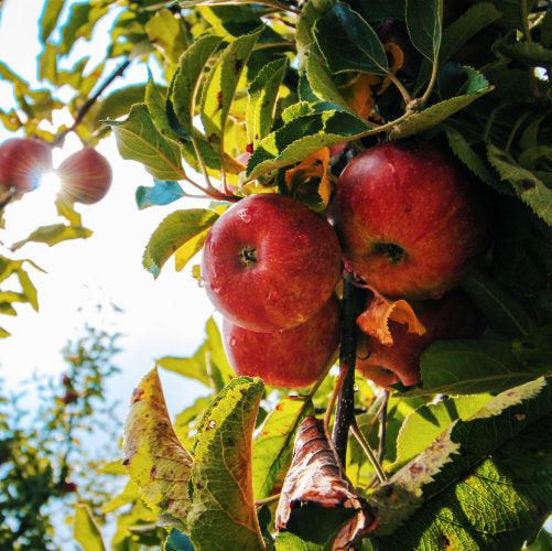 ¿Qué es la biodisponibilidad de los alimentos?